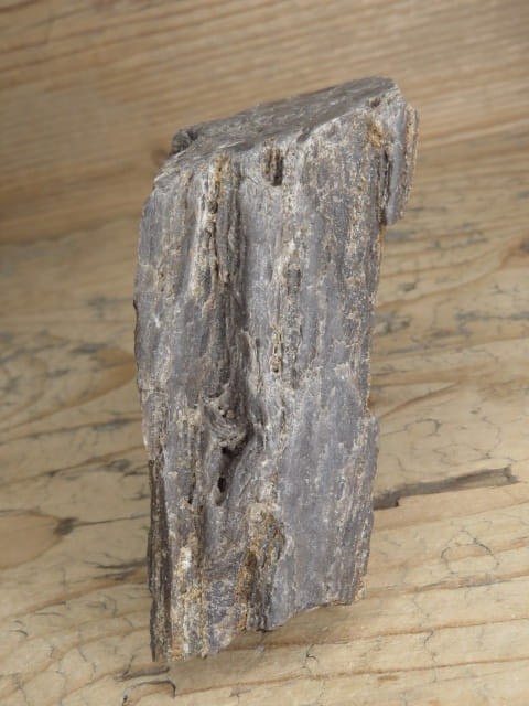 skamieniałe drewno * Polska