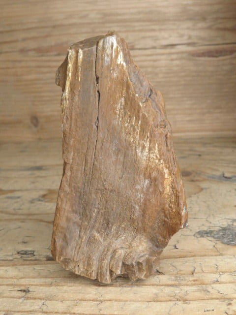 skamieniałe drewno * Włoszczowice Polska