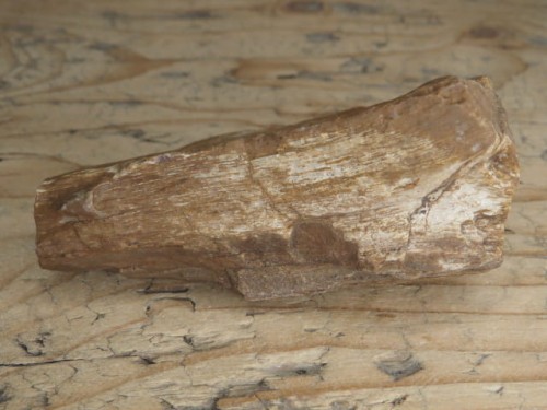 skamieniałe drewno * Włoszczowice Polska