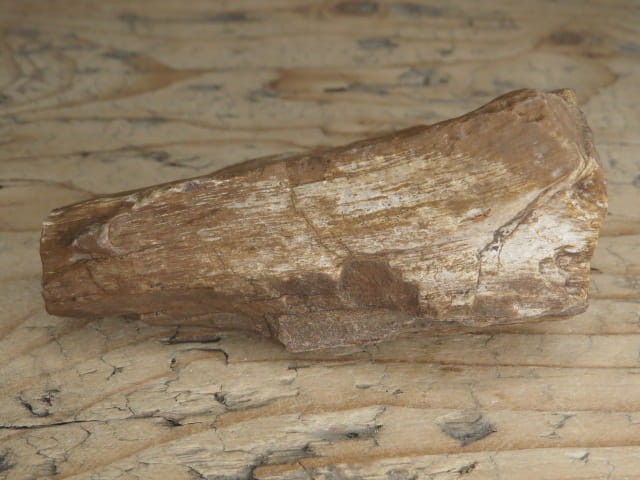 skamieniałe drewno * Włoszczowice Polska