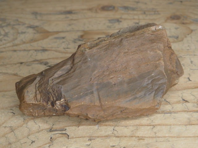skamieniałe drewno * Włoszczowice Polska