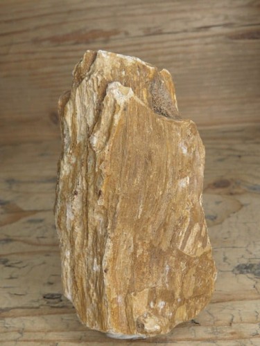 skamieniałe drewno * Włoszczowice Polska