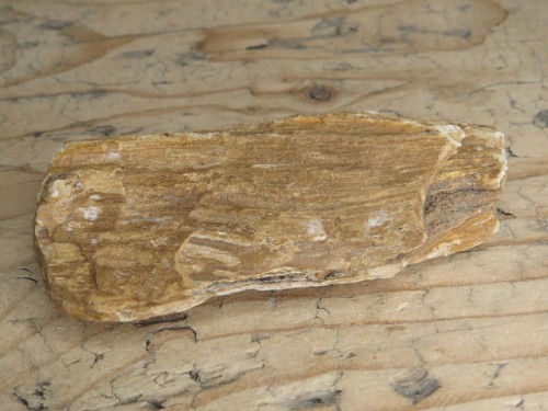 skamieniałe drewno * Włoszczowice Polska