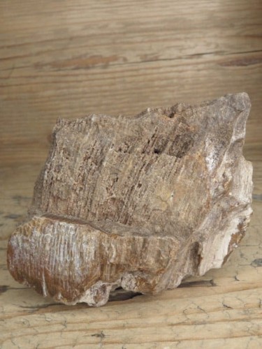 skamieniałe drewno * Włoszczowice Polska