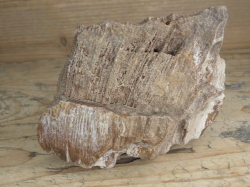 skamieniałe drewno * Włoszczowice Polska