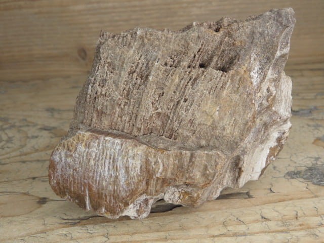 skamieniałe drewno * Włoszczowice Polska