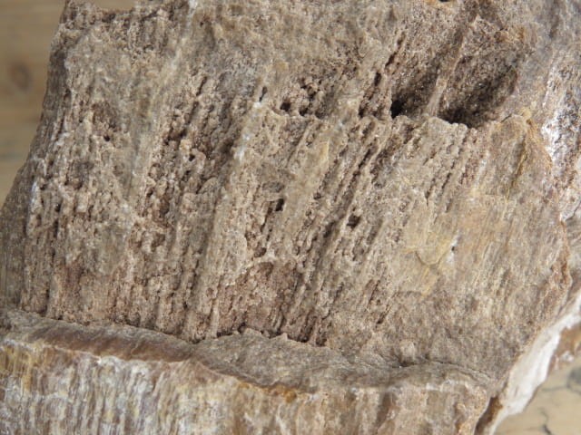 skamieniałe drewno * Włoszczowice Polska