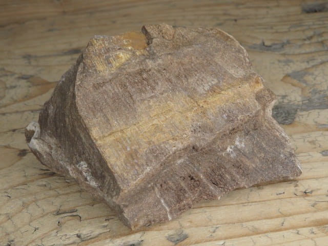 skamieniałe drewno * Włoszczowice Polska