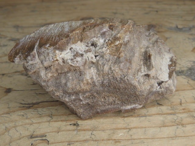 skamieniałe drewno * Włoszczowice Polska