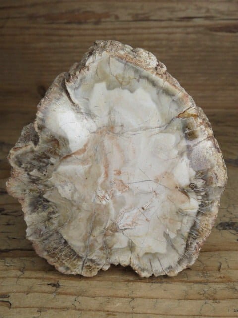 skamieniałe drewno * Madagaskar