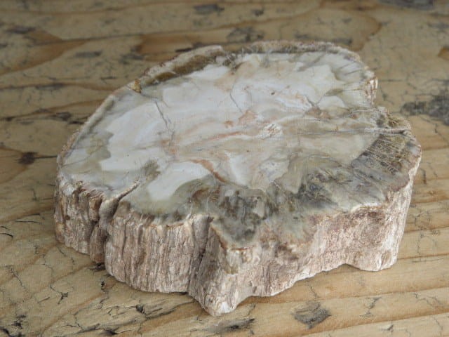 skamieniałe drewno * Madagaskar