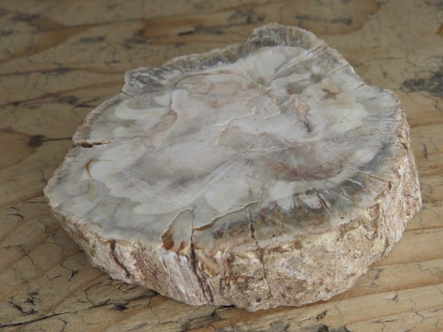 skamieniałe drewno * Madagaskar