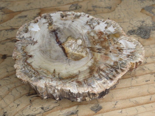 skamieniałe drewno * Madagaskar