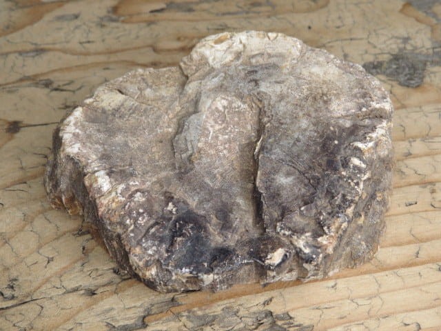 skamieniałe drewno * Madagaskar