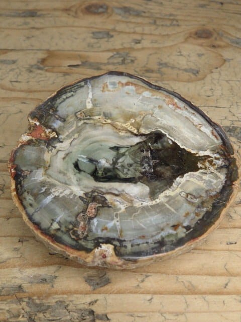 skamieniałe drewno * Madagaskar