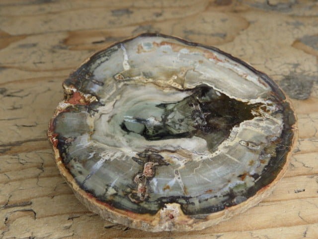 skamieniałe drewno * Madagaskar