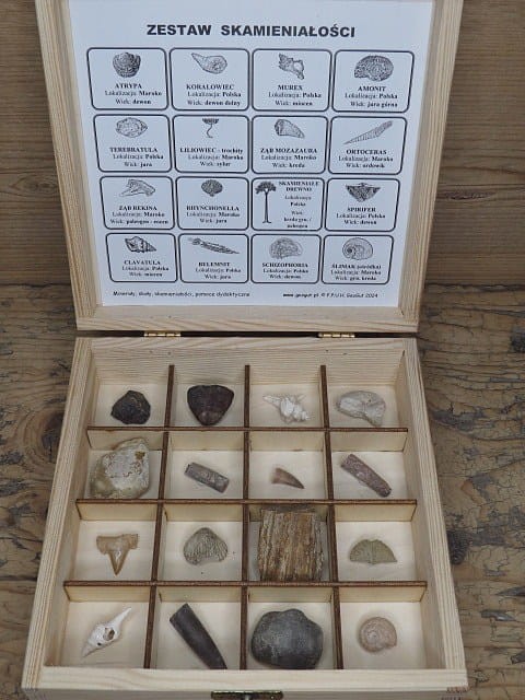 Zestaw skamieniałości