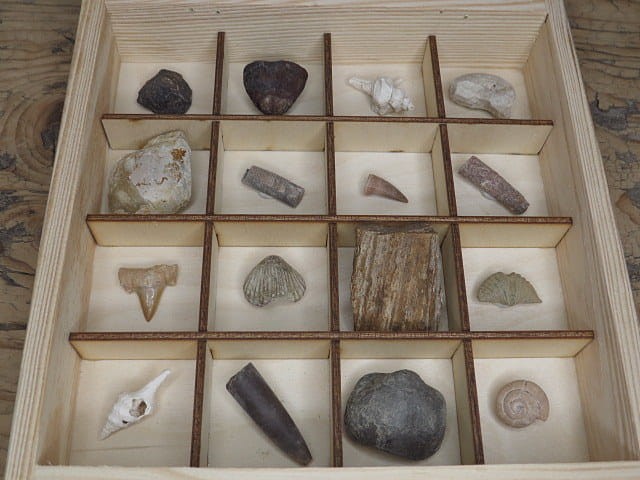 Zestaw skamieniałości