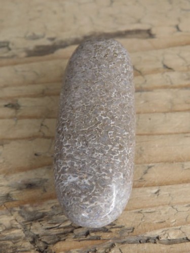 Kość dinozaura * Atlasaurus