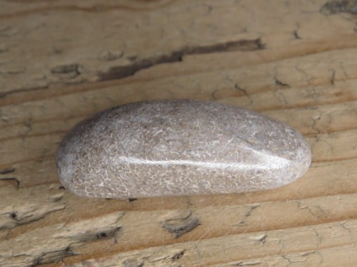 Kość dinozaura * Atlasaurus