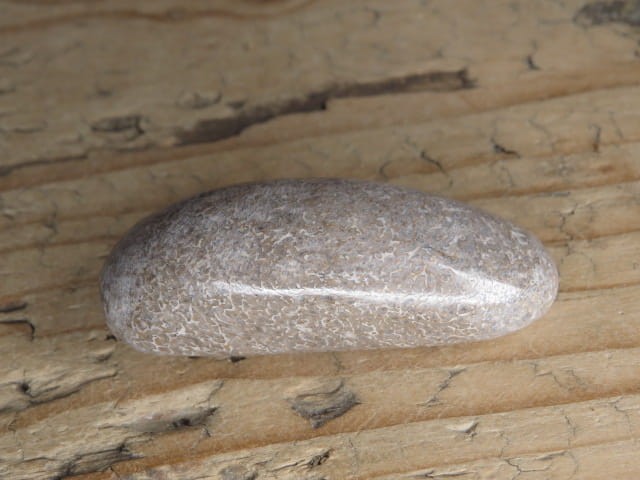 Kość dinozaura * Atlasaurus