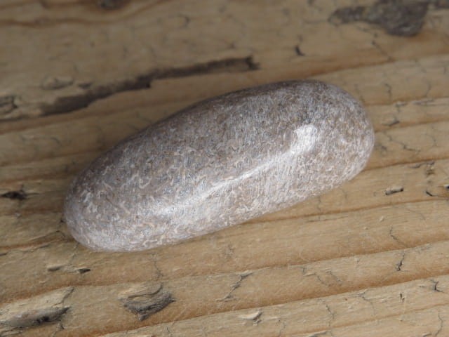 Kość dinozaura * Atlasaurus