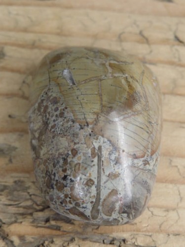 Kość dinozaura * Atlasaurus