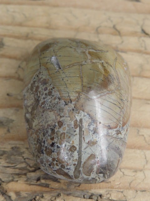 Kość dinozaura * Atlasaurus