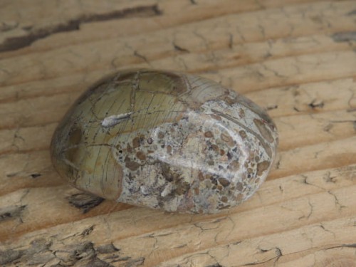 Kość dinozaura * Atlasaurus