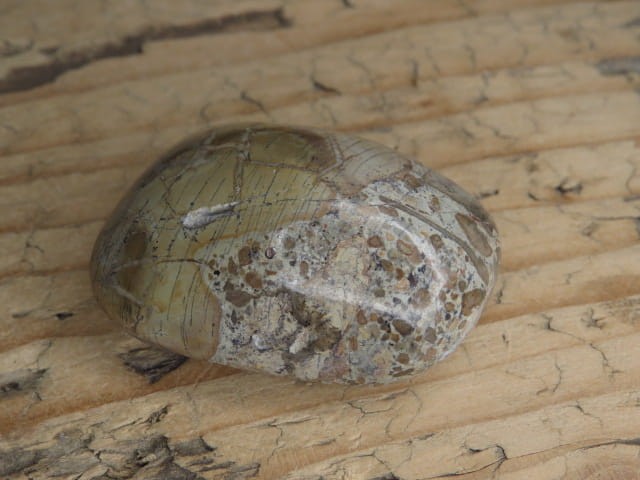 Kość dinozaura * Atlasaurus