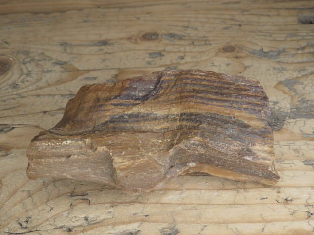 skamieniałe drewno * Włoszczowice Polska