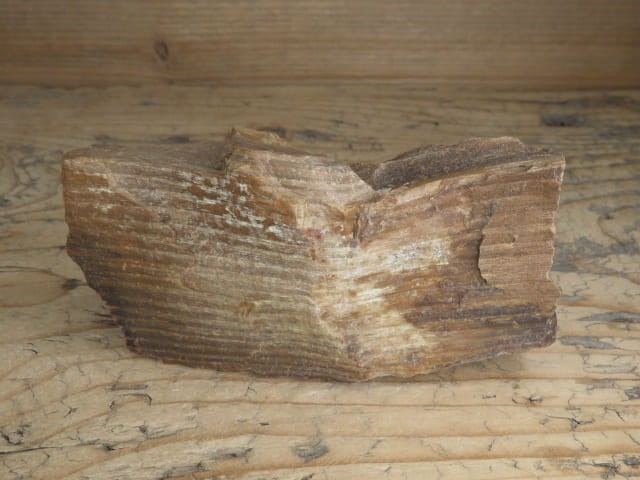 skamieniałe drewno * Włoszczowice Polska