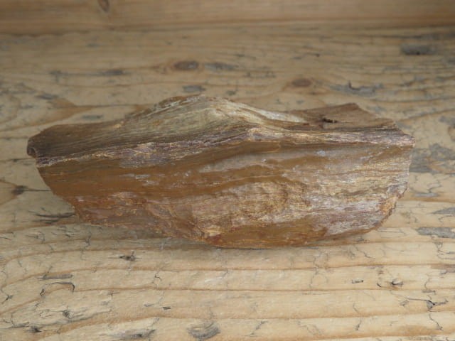 skamieniałe drewno * Włoszczowice Polska