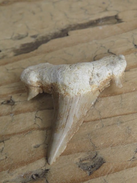 ząb rekina - skamieniałość