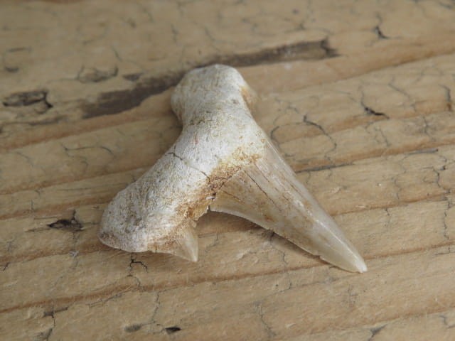 ząb rekina - skamieniałość