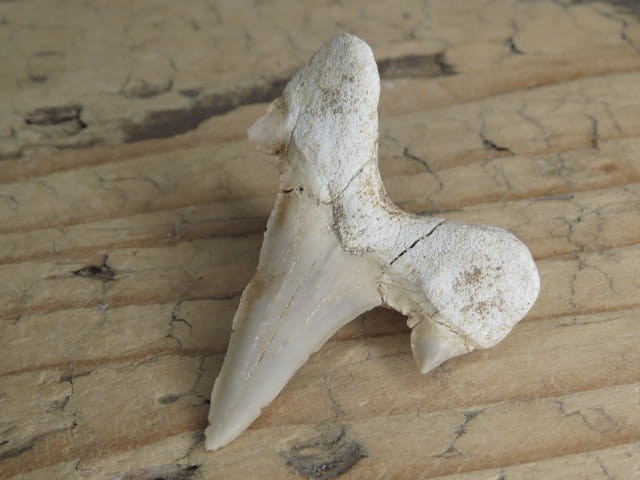 ząb rekina - skamieniałość
