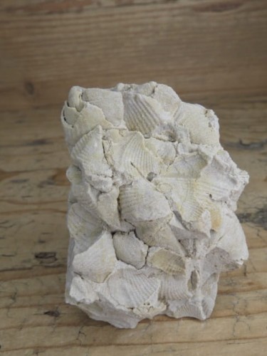 piaskowiec spiriferowy * Polska * dewon