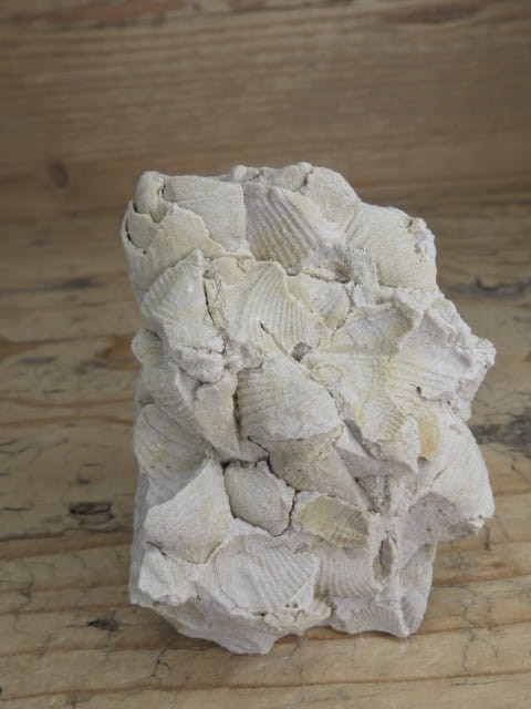 piaskowiec spiriferowy * Polska * dewon