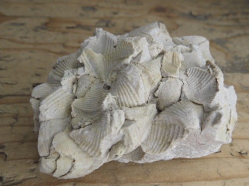 piaskowiec spiriferowy * Polska * dewon