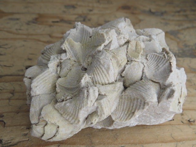 piaskowiec spiriferowy * Polska * dewon