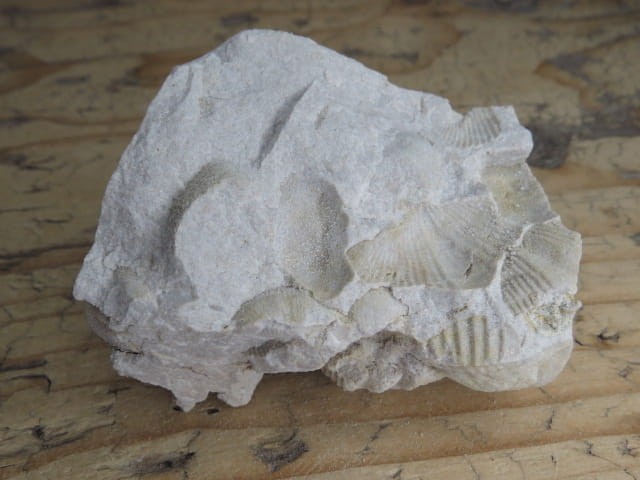 piaskowiec spiriferowy * Polska * dewon