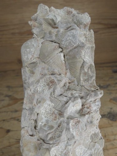 piaskowiec spiriferowy * Polska * dewon