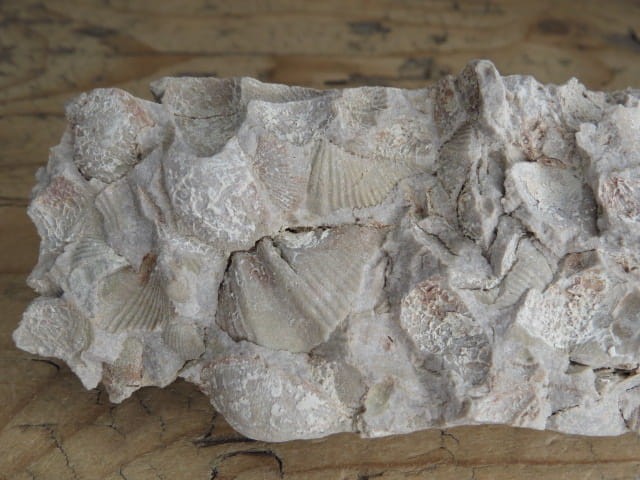 piaskowiec spiriferowy * Polska * dewon