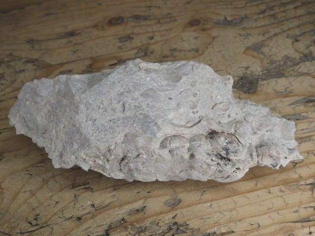 piaskowiec spiriferowy * Polska * dewon