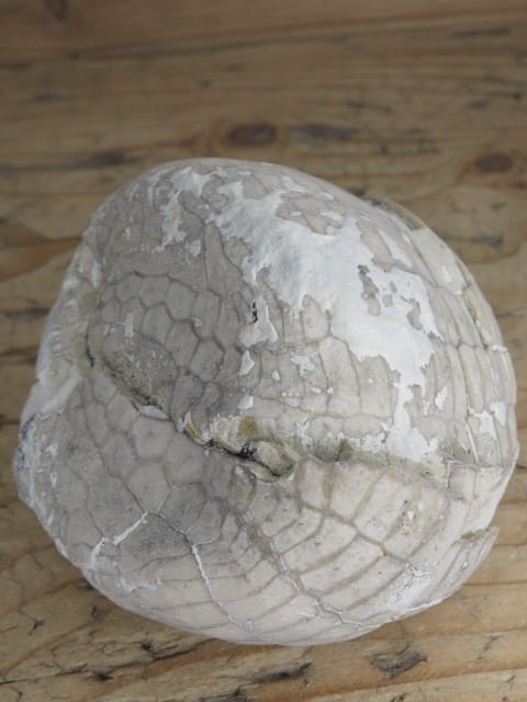 jeżowiec Echinocorys - Polska