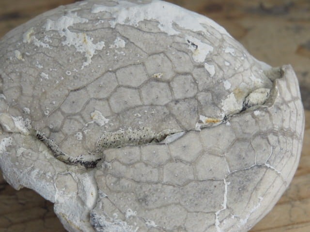 jeżowiec Echinocorys - Polska