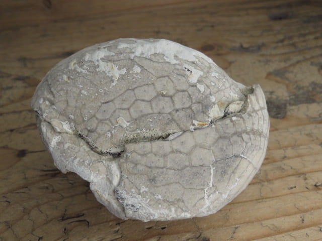 jeżowiec Echinocorys - Polska