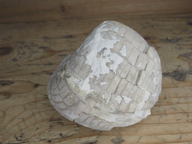 jeżowiec Echinocorys - Polska