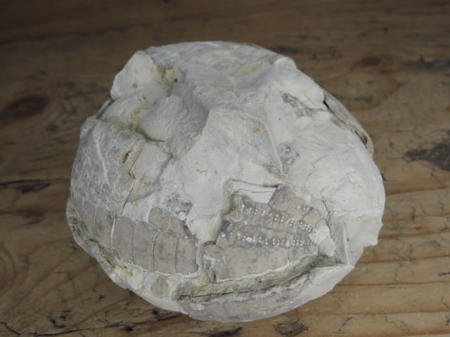 jeżowiec Echinocorys - Polska