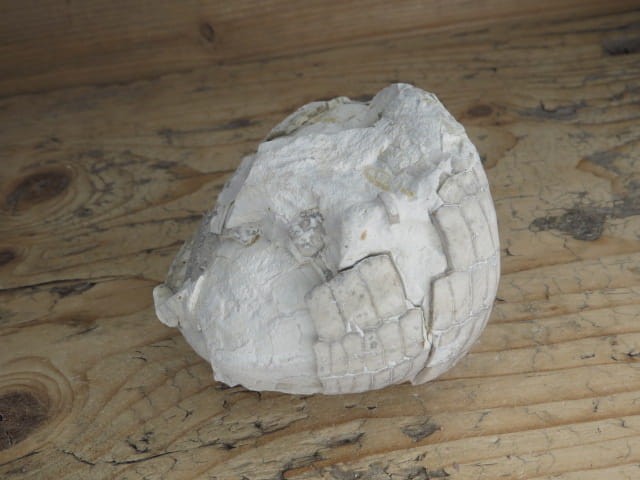 jeżowiec Echinocorys - Polska